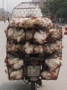 VietCamb_0582.jpg