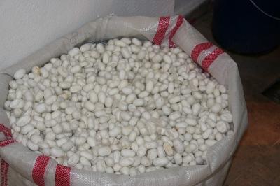 Cappa_0352.jpg