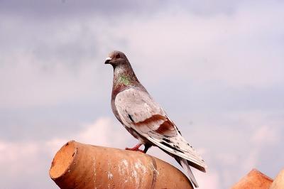 Cappa_0249.jpg